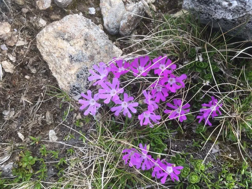 Winterleithn Hütte - Zirbitzkogel – Foto 39